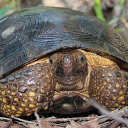Goode s thornscrub tortoise