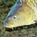 Common carp reference