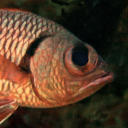 Pinecone sodierfish