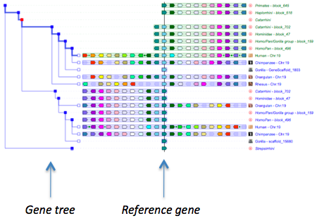 phyloview