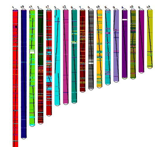 Karyotype View