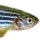 Zebrafish Zebrafish
