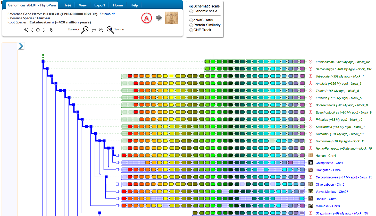 Phyloview