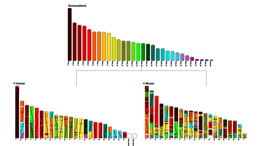 Multi Karyotype View