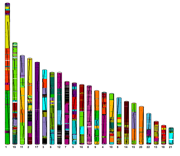 Karyotype View