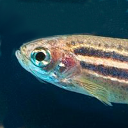 Zebrafish