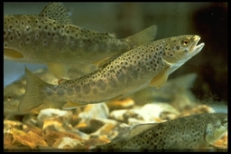 Rainbow trout